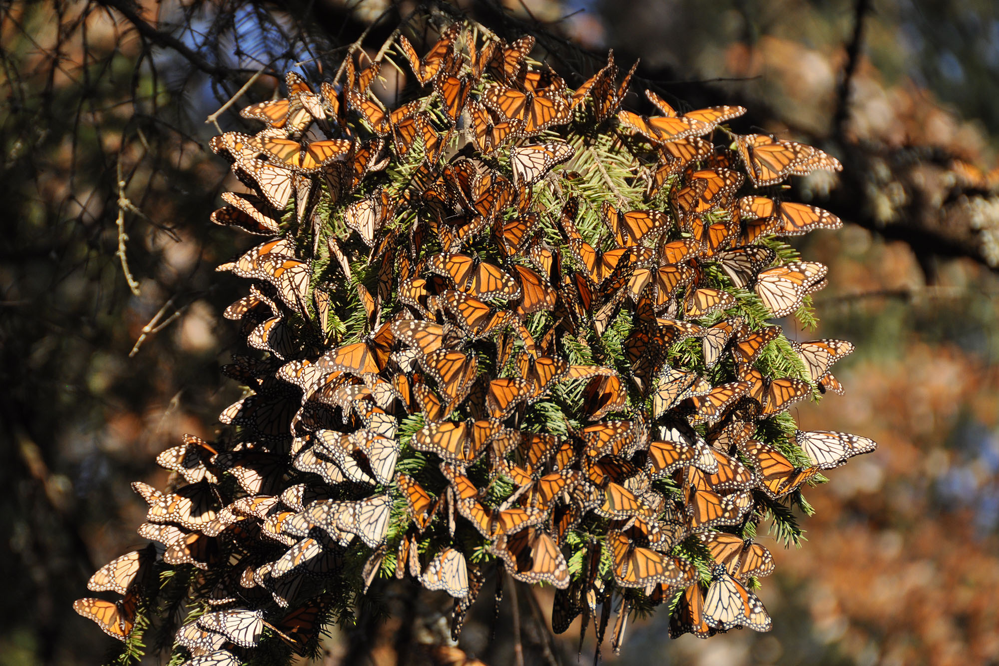 Do Monarch Butterflies Go South For The Winter