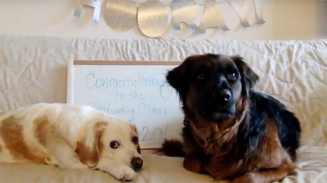 Two dogs in front of Congrats Grad sign